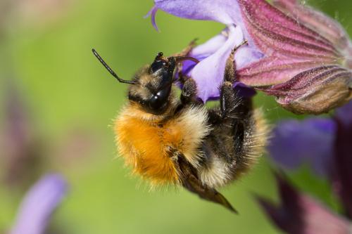 Réf. 242 735 : Bombus pascuorum