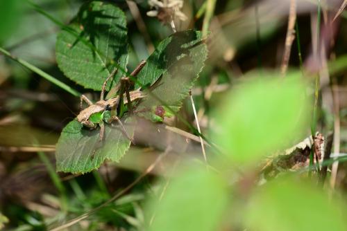 Réf. 242 085 : Platycleis sp.