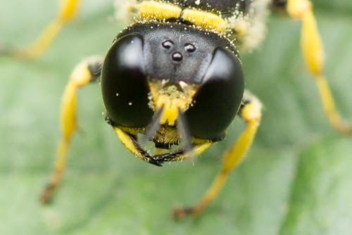 Ectemnius cavifrons