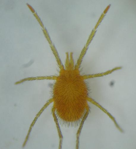 Réf. 242 354 : Erythraeus nivalis
