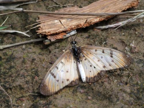 Acraea caecilia