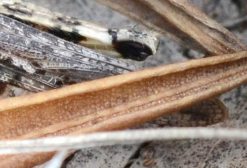 Acrotylus sp.