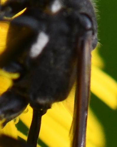 Ammophila sabulosa
