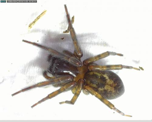Amaurobius similis