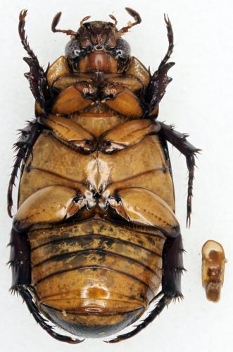 Anomala mutans