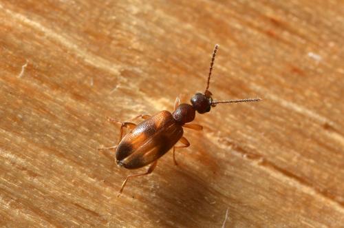 Réf. 242 863 : Anthicus sp.