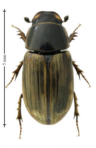 Melinopterus consputus