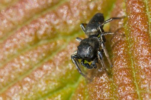 Heliophanus cupreus