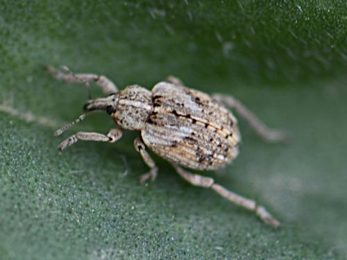 Réf. 242 193 : Brachypera dauci