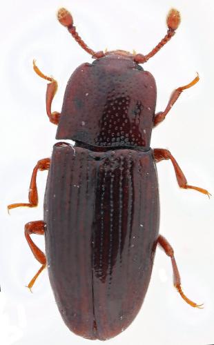 Cerylon ferrugineum
