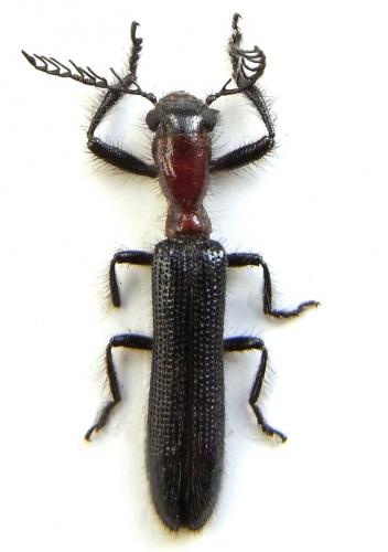Cladiscus mindanensis