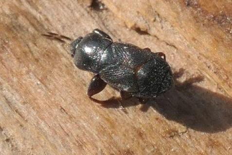 Plinthisus brevipennis