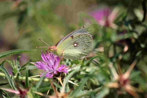 Colias croceus