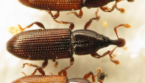 Cossonus linearis