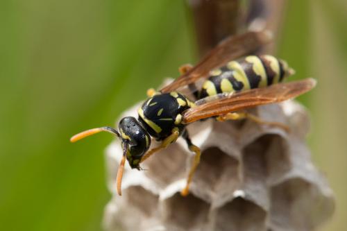 Polistes gallicus