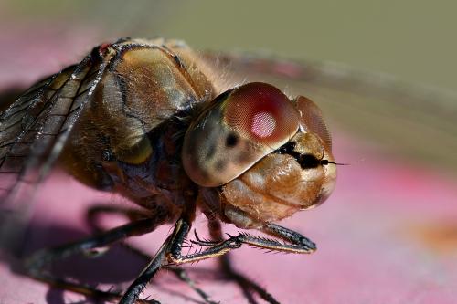 Sympetrum striolatum