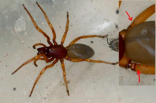 Dysdera crocata