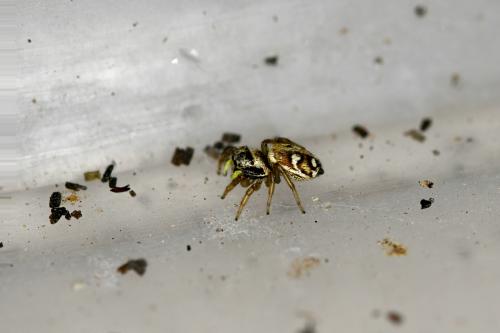 Heliophanus sp.
