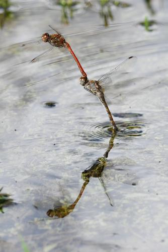 Sympetrum striolatum