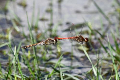 Sympetrum striolatum