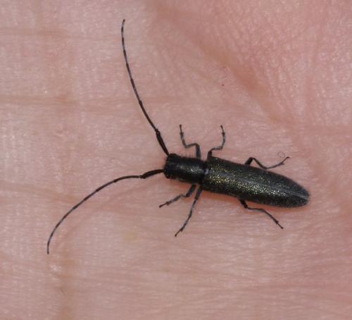 Agapanthia sp.