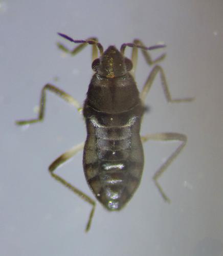 Réf. 242 358 : Microvelia pygmaea