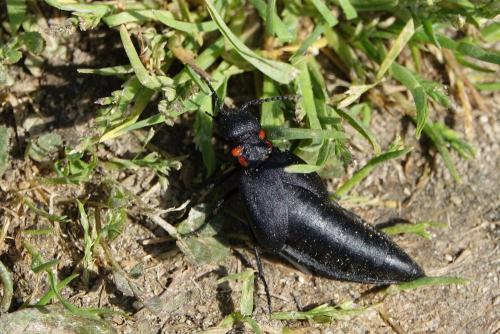 Physomeloe corallifer