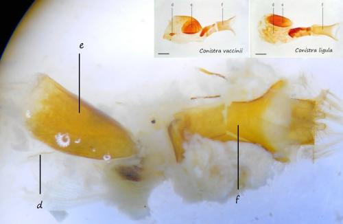 Réf. 242 004 : Conistra ligula