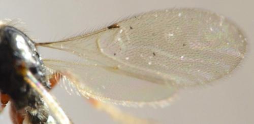 Réf. 242 507 : Spilomicrus sp.