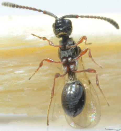 Réf. 242 506 : Spilomicrus sp.