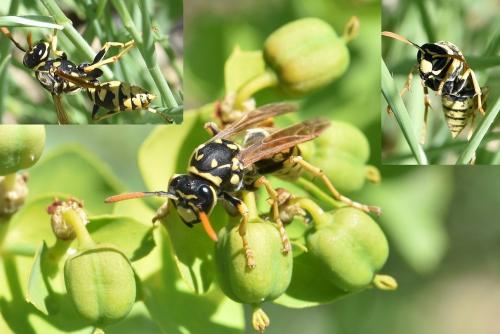 Polistes dominula
