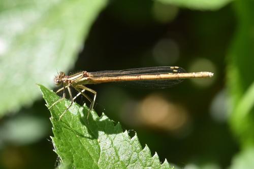 Réf. 242 215 : Platycnemis acutipennis