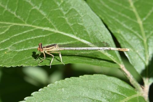 Platycnemis sp.