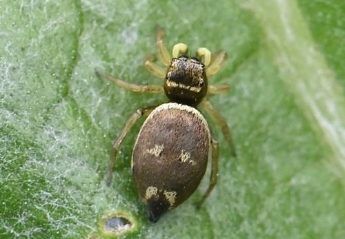 Heliophanus tribulosus