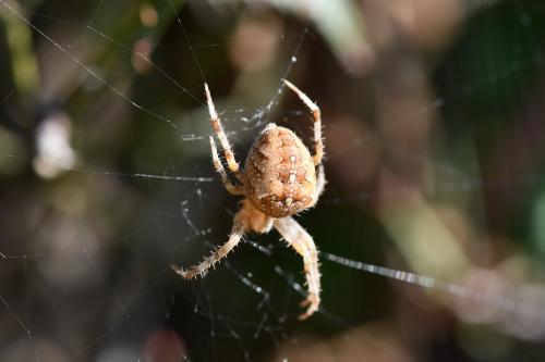 Araneus diadematus