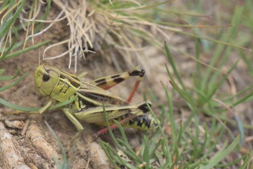Réf. 242 307 : Arcyptera fusca