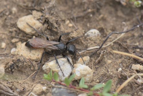 Réf. 242 303 : Podalonia sp.