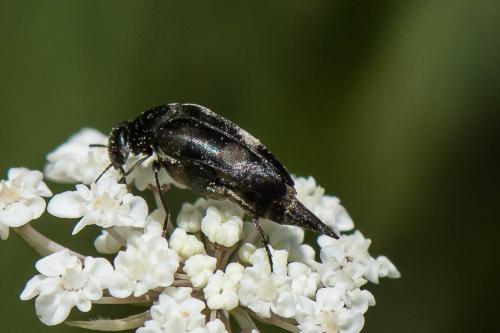 Variimorda sp.
