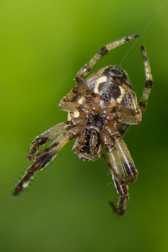 Réf. 242 076 : Larinioides sp.