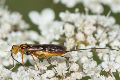 Pseudovipio sp.