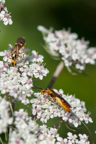 Réf. 242 219 : Pseudovipio sp.
