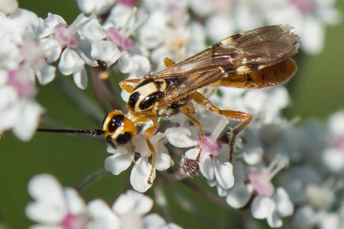 Réf. 242 226 : Pseudovipio sp.