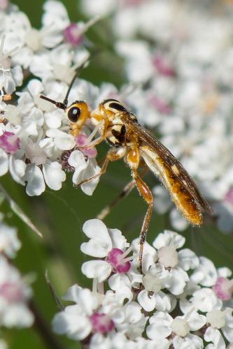 Pseudovipio sp.