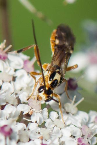 Réf. 242 231 : Pseudovipio sp.