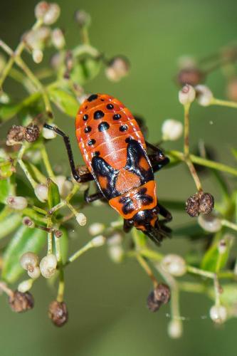 Réf. 242 208 : Spilostethus saxatilis