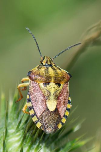 Réf. 242 271 : Carpocoris purpureipennis