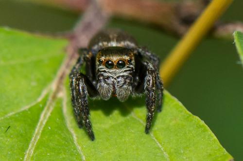 Evarcha arcuata
