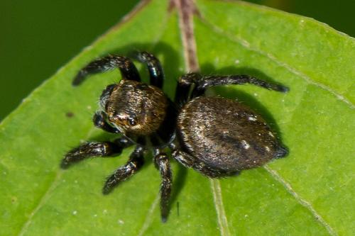 Evarcha arcuata