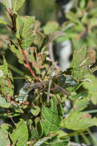 Tipula paludosa
