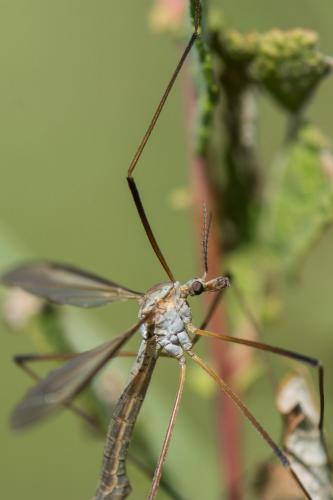 Tipula paludosa